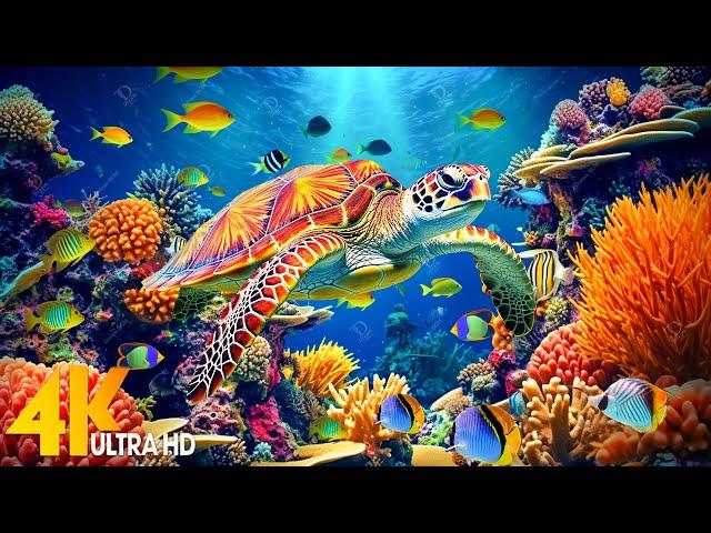 [NEW] 11HR Stunning 4K Underwater footage - Rare & Colorful Sea Life Video - Relaxing Sleep Music #4