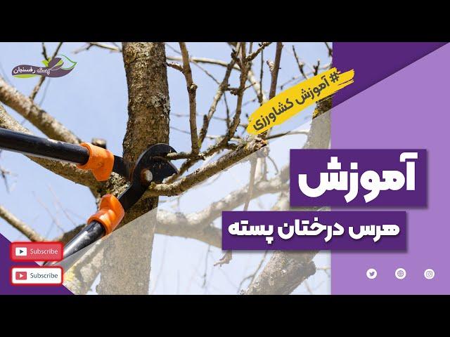 آموزش هرس درخت پسته -Correct and principled training in pistachio tree pruning