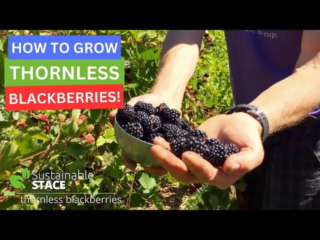 How to Grow Thornless Blackberries