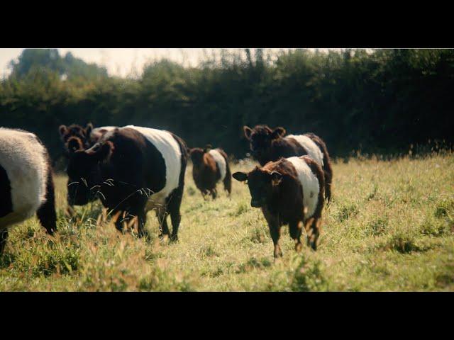 Galloway Cattle | All About The Wonderful Breed | GCSNZ