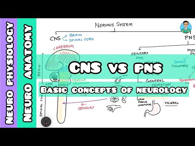 CNS vs PNS : Divisions of nervous system | Neurology 001|