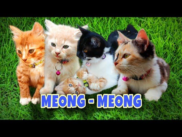 Anak Kucing Meong Meong ‼️ KUCING LUCU BANGET BIKIN GEMES !! KUCING MEONG MEONG