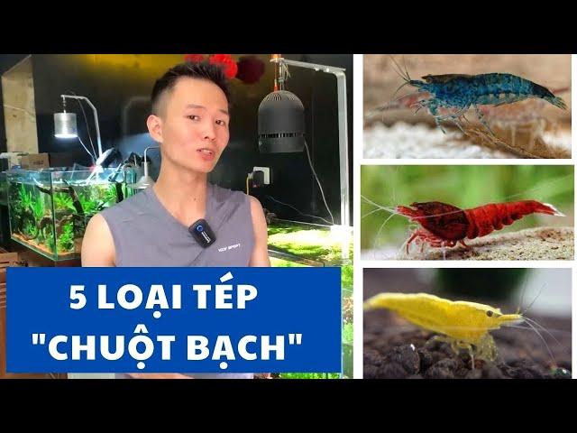 5 loài tép "CHUỘT BẠCH" dành cho người mới chơi |Nguyễn Du aqua