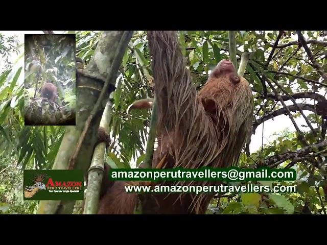 manu tour amazon peru travellers