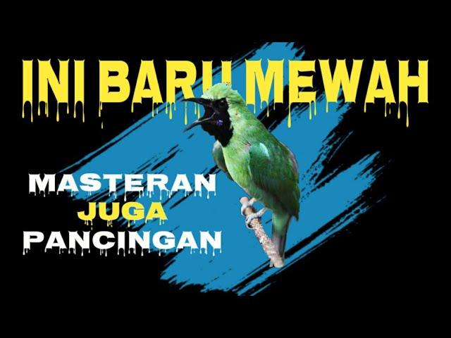 Ini Baru Masteran Cucak Ijo Mewah‼️Besetan & Roll Tembak Kasar Paling Dicari