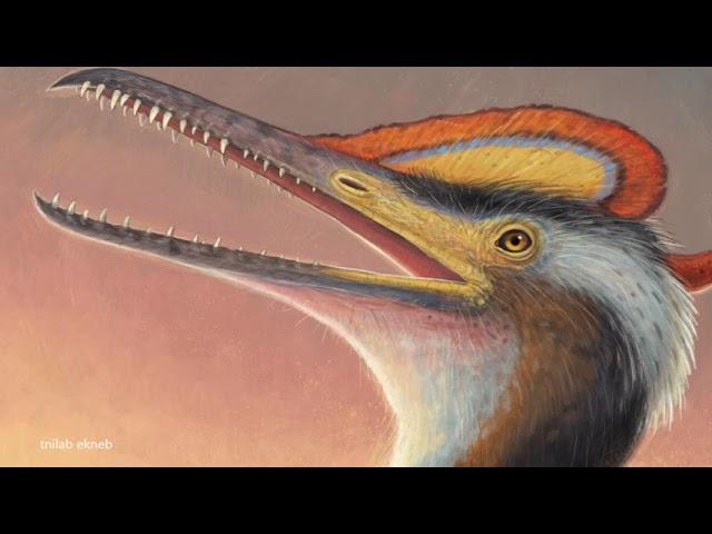 Pterodactylus: The First Pterosaur to be discovered