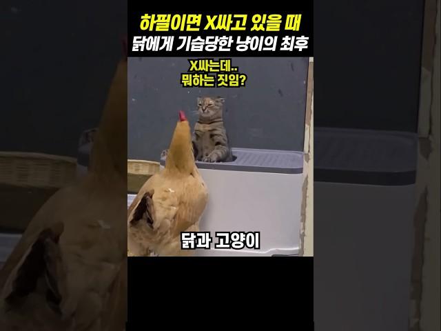 하필이면 X싸고 있을 때 닭에게 기습당한 냥이의 최후