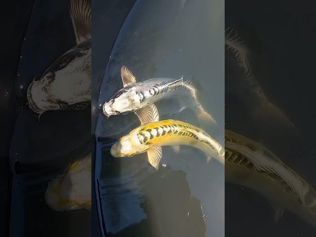 Kikokuryu Koi from Marusaka Koi Farm, Niigata, Japan