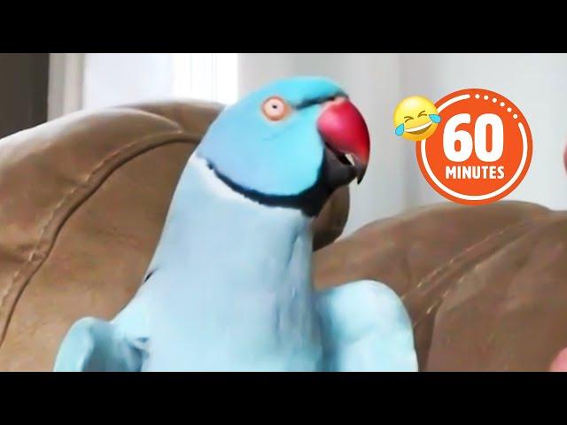 HILARIOUS Bird Makes Jokes!  | Funniest Pets, Cats & Dogs