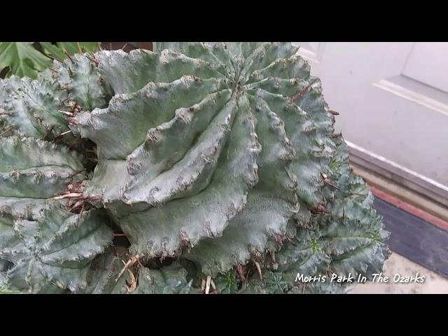 Presenting Euphorbia horrida major var. Nova