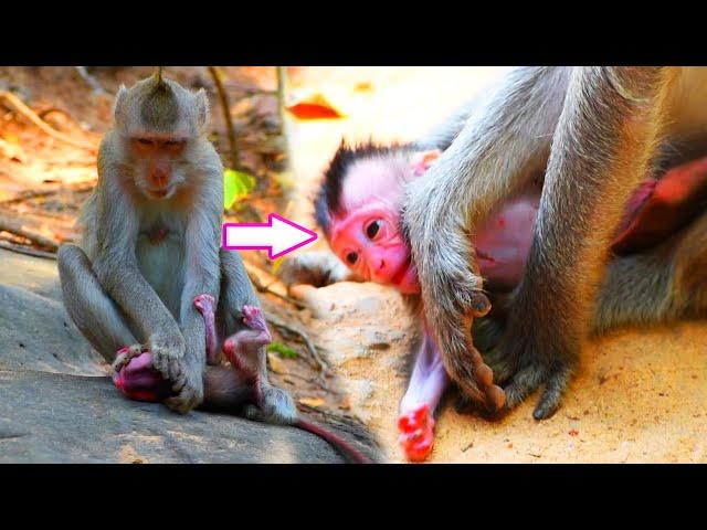 Incredible animals! Cute Balu Baby Hungry And Crying Sound Need Milk From Mom