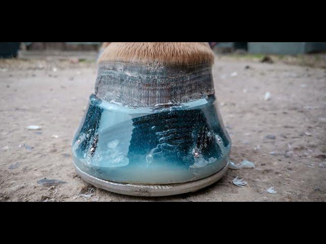 How to shoe a horse using resin - Amazingly satisfying