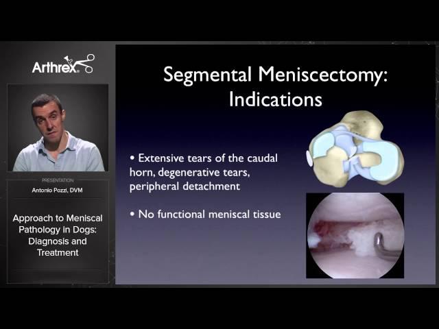 Approach to Meniscal Pathology in Dogs: Diagnosis and Treatment