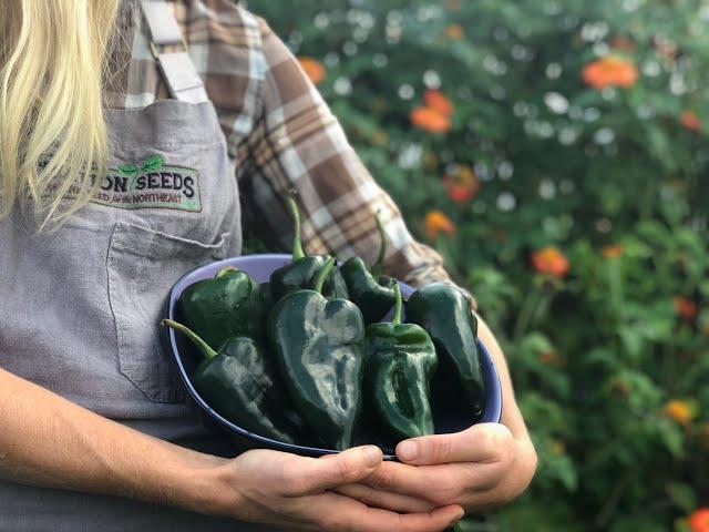 How We Grow & Savor Ancho Poblano Heirloom Peppers