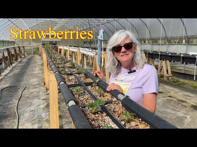 Hydroponic STRAWBERRY Grow Bags