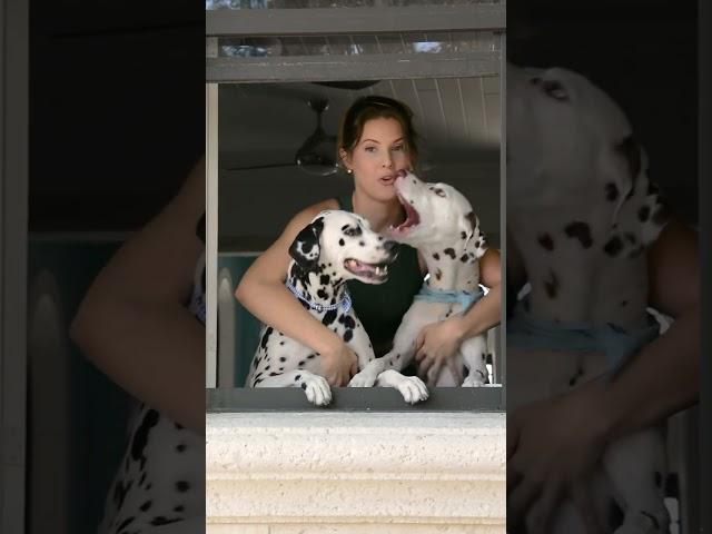 Viennas 3! #amandacerny #birthday #dalmation