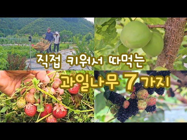 직접 키워서 따먹는 7가지 과일나무와 봄날 수확시기를 맞은 시골일상.