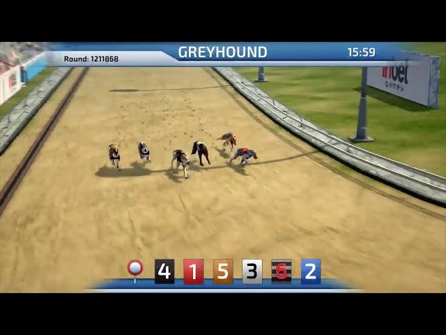 Best Dog Betting Game | Greyhound Racing game 3D virtual dogs InbetGames