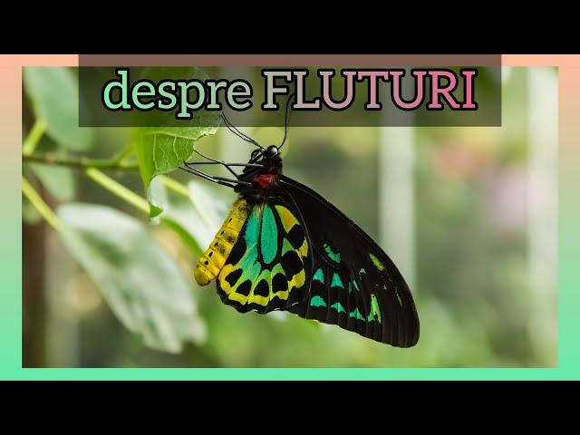 FLUTURII SI VIATA LOR | CURIOZITATI DESPRE FLUTURI | METARMORFOZA FLUTURELUI