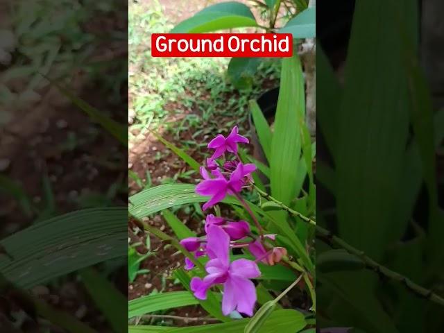 Ornamental Plant Ideas -  Ground Orchid #plant #ornamentalplants #gardening