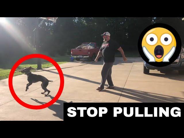 Stop your dog from pulling on leash without tools first