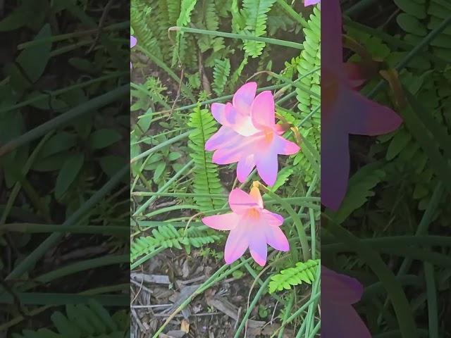 Rain Lilies a day after a good rain #gardening #garden #flowers #shorts #rain #nature #shortsvideo