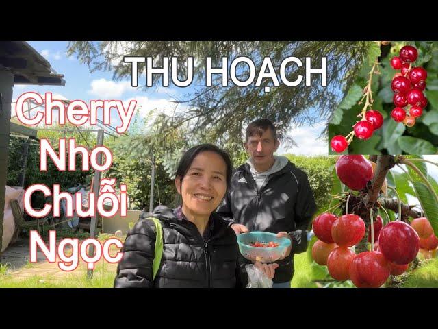 THU HOẠCH CHERRY ĐỎ, NHO CHUỖI NGỌC, DIẾP CÁ. Cuộc sống nông thôn ở Đức