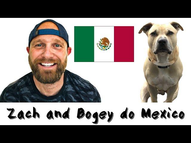 Can You Bring Your Dog to Mexico?  (Mexico Travel Vlog)