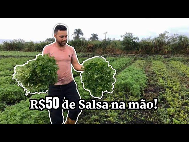 $al$a E RÚCULA TÁ BOM DE PREÇO NA ROÇA HOJE!!!! Agricultura familiar