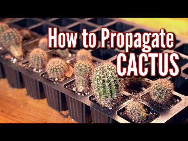 HOW TO PROPAGATE CACTUS THE EASIEST WAY! 