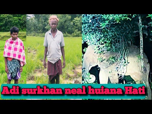 Adi surkhan neal huiana Hati #daily vlog #wildlife #Indian elephant #lembho murmu official