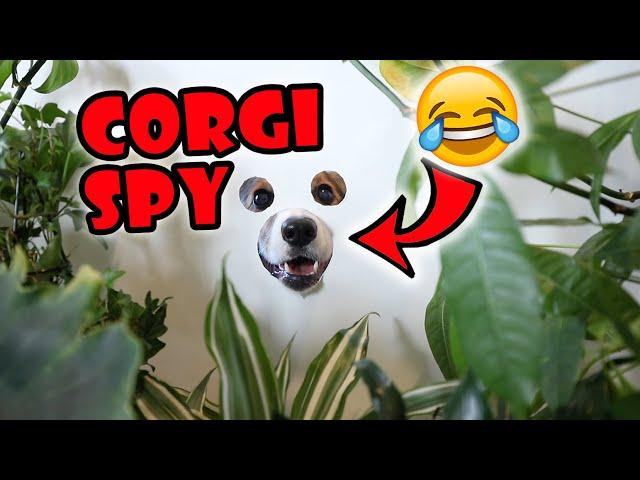 Funny Corgi Spies Through Peep Hole || Life After College: Ep. 673