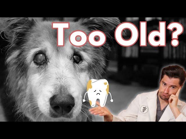 When is a DOG Too old for a Dental Cleaning?