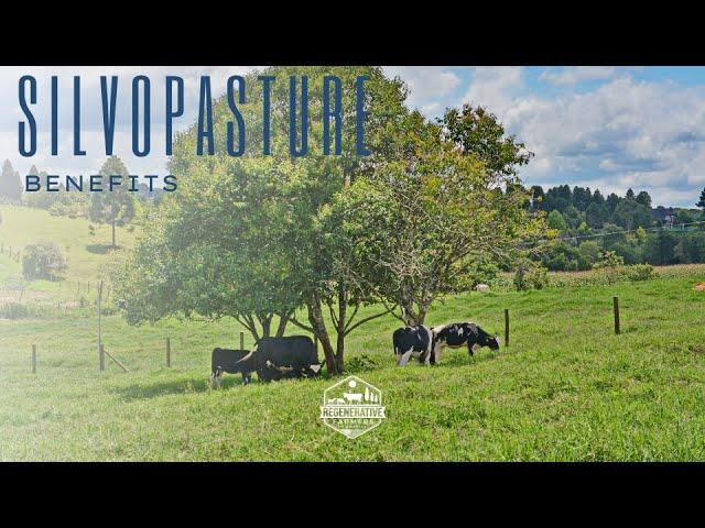 How Silvopasture improves pasture