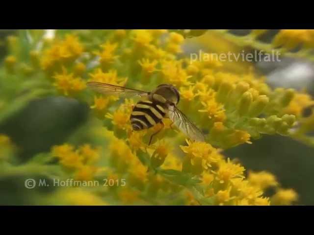 Schwebfliege auf Kanadischer Goldrute, Hoverfly