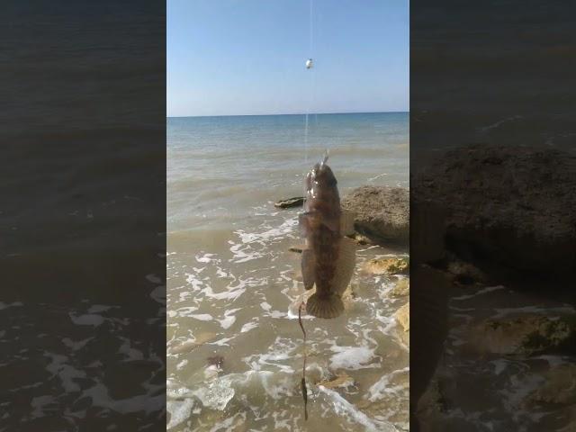Был на море до обеда бычки как обычно ловятся