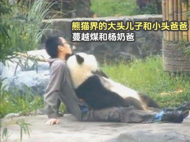 Pandas and their keepers 大熊猫界的大头儿子和小头爸爸，杨奶爸和蔓越煤，爱是可以传承的