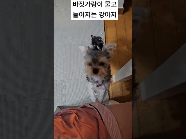 요구를 들어주지 않으면 바짓가랑이를 물고 늘어지는 바부강아지️ #강아지영상 #강아지 #강아지일상 #아기강아지 #요크셔테리어 #강아지장난감 #말티즈 #몰키