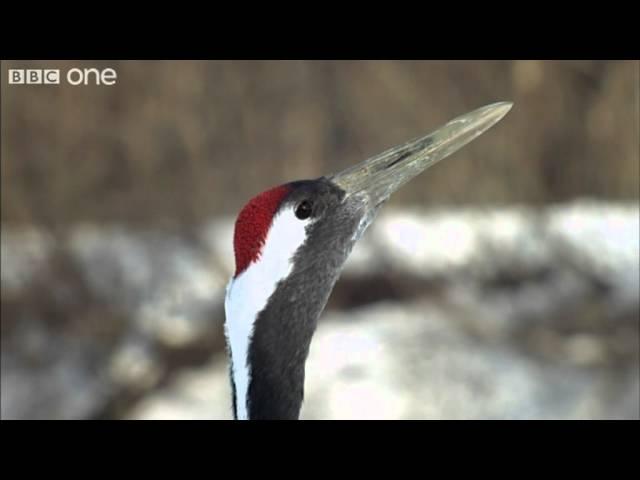 Japanese Cranes surrounded by predators in Japan (Narrated by David Tennant) - Earthflight - BBC