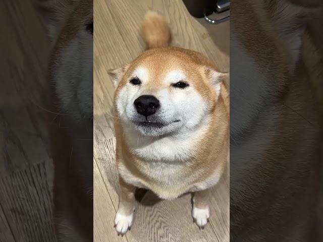 Shiba is Happy