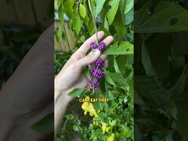 Can I ate these strange purple berries? 