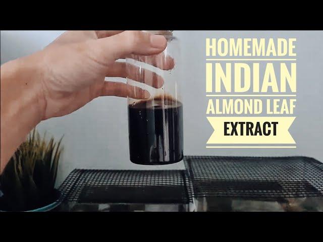 Step By Step Extract Indian Almond Leaf For Betta 2024 | Catappa & Ketapang Leaf | Easy Guide