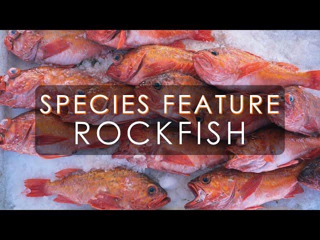 Fish Species Feature: Rockfish | What's so great about Rockfish?