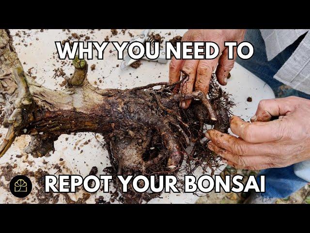 The Importance of Repotting Your Bonsai
