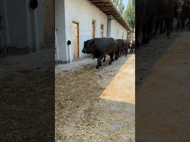 ANGUS BUQALAR ️905678098