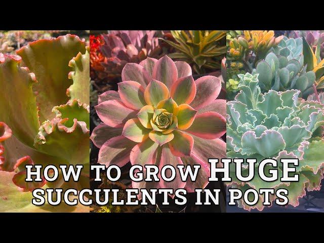 How To Get Succulents Grow HUGE In Pots