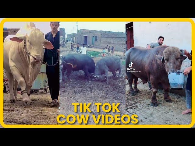 Tik Tok Eid Ul Adha Special | Cow Tik Tok | Cow Videos | Qurbani | Qurbani Ke Janwar | Bakra Eid