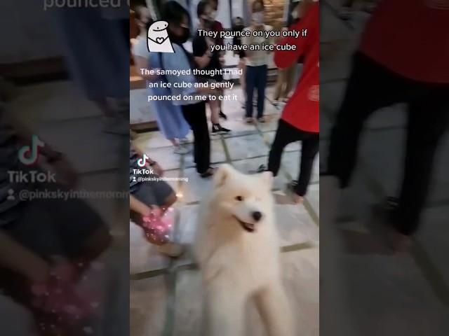 What if a samoyed playfully pounced on you? #samoyed #dog #cute #hongdae #Seoul #Korea #animal