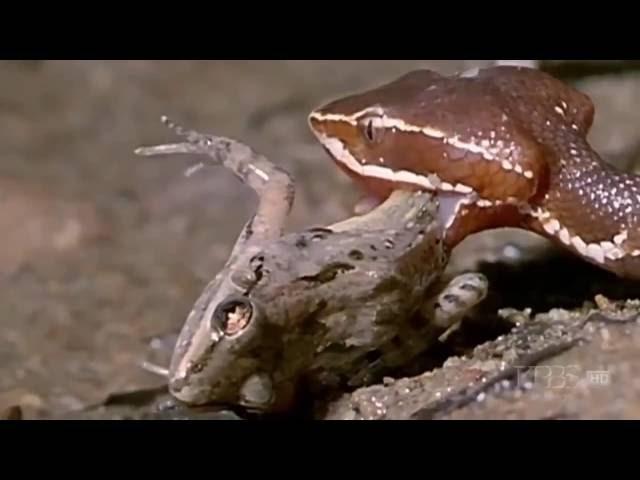 Nature Documentary TV Genre Snakes and the Surprise Secrets HD