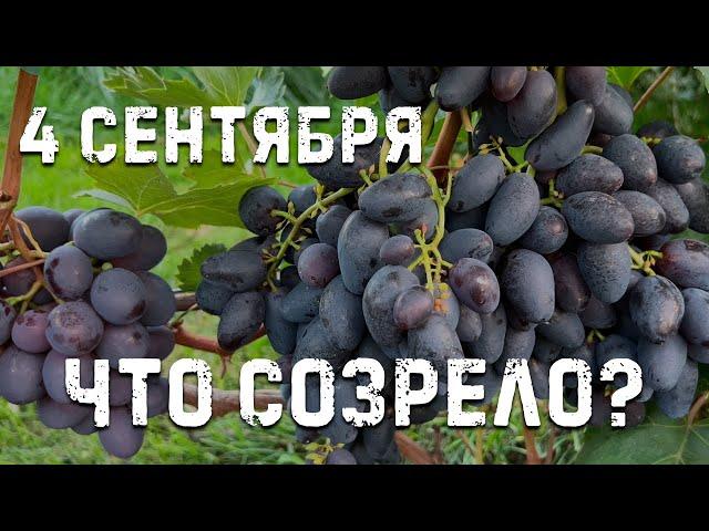 Очень ранние и ранние сорта винограда!